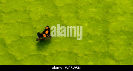 macro closeup of a male stoplight catone, small tropical butterfly specie from America Stock Photo