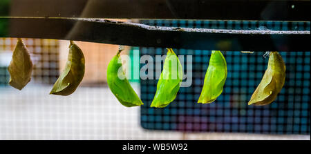 green butterfly cocoons in closeup, tropical insect specie, larva in metamorphism, Entomoculture Stock Photo