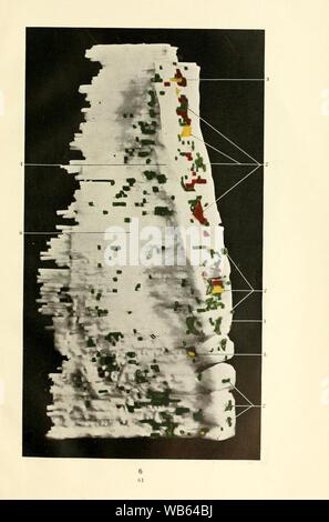 Early stages of vasculogenesis in the cat (Felis domestica) with especial reference to the mesenschymal origin of endothelium (Page 61) Stock Photo