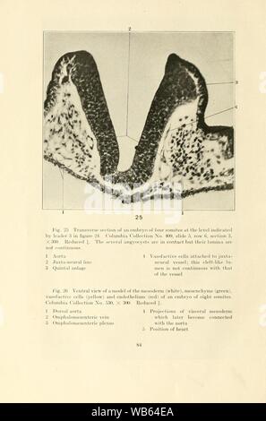 Early stages of vasculogenesis in the cat (Felis domestica) with especial reference to the mesenschymal origin of endothelium (Page 84) Stock Photo