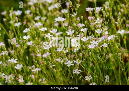 Creeping Baby's Breath (Gypsophila repens), Nature Reserve Isarauen, Upper Bavaria, Bavaria, Germany Stock Photo