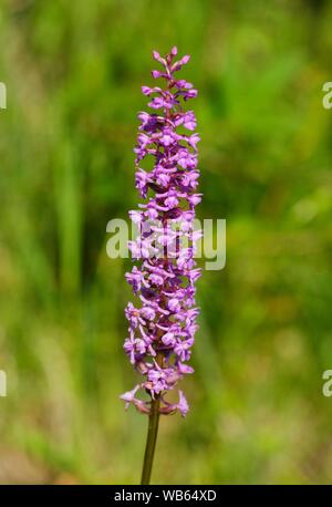 Flower, Fragrant orchid (Gymnadenia conopsea), nature reserve Isarauen, Upper Bavaria, Bavaria, Germany Stock Photo