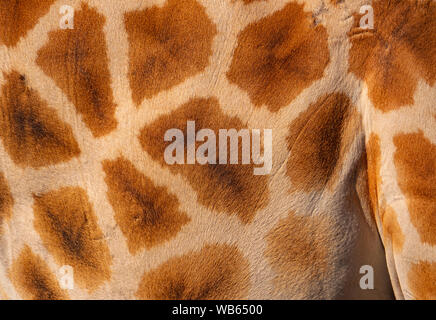 Giraffe, Giraffa, skin hide background close up showing spots, hair and texture including spots and white lines. Stock Photo