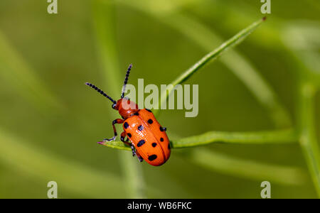 A small scarlet lily beetle (Lilioceris lilii) on a branch of a plant. Stock Photo