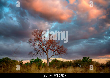 A tree lights up under a late afternoon sky as the day winds to an end in the Okavango Delta, Botswana, Africa Stock Photo