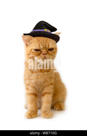 Scottish fold cat wearing witch hat look so crafty sitting on white background. Stock Photo