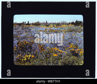 Field of poppies and lupin, California Abstract/medium: 1 photograph : glass lantern slide, hand-colored ; 3.25 x 4 in. Stock Photo