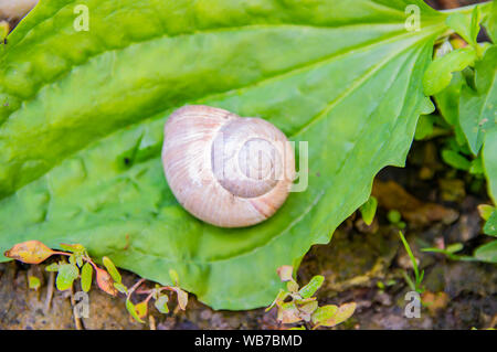 Big white snail on a green leaf of a plant in the forest Stock Photo