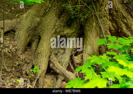 The root of an old tree sticking out of the ground. Background. Stock Photo