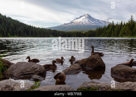 Family of Ducks with a Beautiful Landscape View of Mt Hood in the background. Taken from Trillium Lake, Mt. Hood National Forest, Oregon, United State Stock Photo