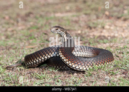 Australian Highlands Copperhead snake in strike position Stock Photo ...