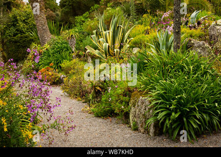 UK, England, Scilly Islands, Tresco, Abbey Gardens, South African garden, sub-tropical planting