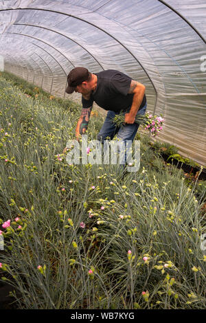 UK, England, Scilly Islands, St Martin’s, Higher Town, Churchtown Farm, Scilly Flowers, seasonal worker picking pinks in polytunnel, for mail order de Stock Photo