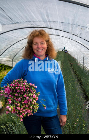 UK, England, Scilly Islands, St Martin’s, Higher Town, Churchtown Farm, Scilly Flowers, owner Zoe Julian with armful of freshly picked pinks for mail Stock Photo