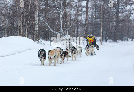 ESSO VILLAGE, KAMCHATKA, RUSSIA - MARCH 4, 2019: Running dog sledge team Kamchatka musher. Kamchatka Sled Dog Racing Beringia. Russian Far East, Kamch Stock Photo