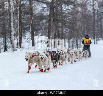 ESSO VILLAGE, KAMCHATKA, RUSSIA - MARCH 4, 2019: Running dog sledge team Kamchatka musher. Kamchatka Sled Dog Racing Beringia. Russian Far East, Kamch Stock Photo