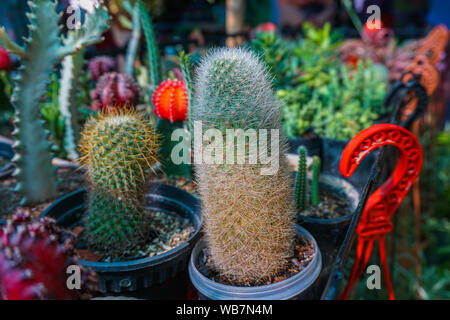 Collection of various cactus and succulent plants in different pots. Beautiful cactus garden with hardscape. Stock Photo