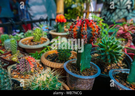 Collection of various cactus and succulent plants in different pots. Beautiful cactus garden with hardscape. Stock Photo