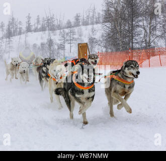 musher hiding behind sleigh at sled dog race on snow in winter Stock Photo