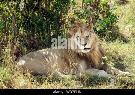 Adult lion with a scarred face, Maasai Mara National Reserve, Kenya Stock Photo