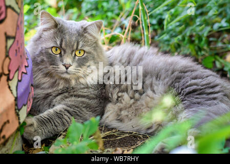 Big grey fluffy cat lying in the summer garden in the grass Stock Photo