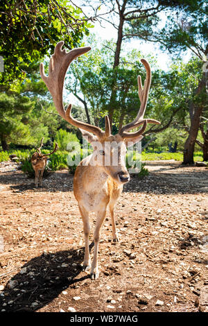 Young deer looking directly into the camera. Photo taken on Croatia Island - Grgur. Stock Photo