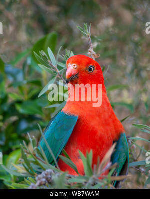 Australian king-parrot in the wild Stock Photo