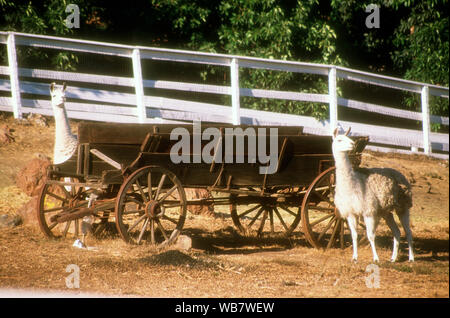 Malibu, California, USA 6th November 1994 Llamas at the Benefit for Best Friends Animal Sanctuary on November 6, 1994 at Saddlebrook Ranch in Malibu, California, USA. Photo by Barry King/Alamy Stock Photo Stock Photo