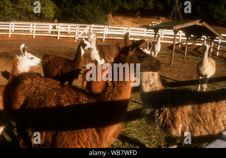 Malibu, California, USA 6th November 1994 Llamas at the Benefit for Best Friends Animal Sanctuary on November 6, 1994 at Saddlebrook Ranch in Malibu, California, USA. Photo by Barry King/Alamy Stock Photo Stock Photo