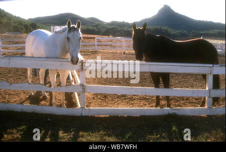 Malibu, California, USA 6th November 1994 Horses at the Benefit for Best Friends Animal Sanctuary on November 6, 1994 at Saddlebrook Ranch in Malibu, California, USA. Photo by Barry King/Alamy Stock Photo Stock Photo