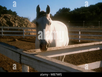 Malibu, California, USA 6th November 1994 A Horse at the Benefit for Best Friends Animal Sanctuary on November 6, 1994 at Saddlebrook Ranch in Malibu, California, USA. Photo by Barry King/Alamy Stock Photo Stock Photo