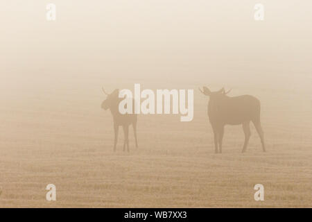 Two bull moose in a stubble field in a misty morning Stock Photo