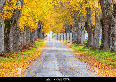 Lush foliage tree avenue with autumn colours Stock Photo