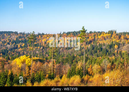 Mixed forest in beautiful autumn colours view Stock Photo