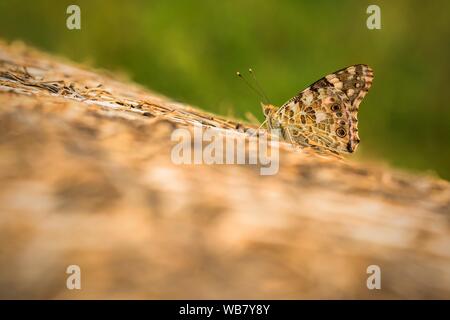 Painted lady butterfly with closed spotted wings sitting on brown haystack on a summer evening. Blurry green background. Stock Photo