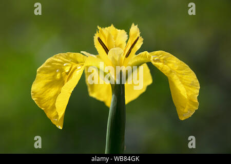 Close-up of Yellow Flag Iris flower (Iris pseudacorus) Stock Photo