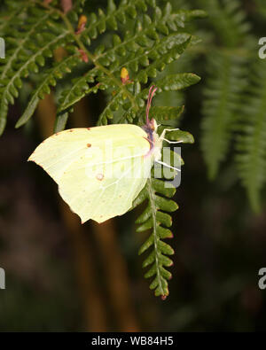 Adult Brimstone butterfly (Gonepteryx rhamni) settled on a bracken leaf Stock Photo