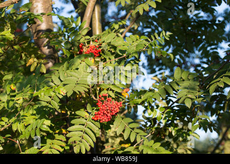rowan berries on branches on blue sky background