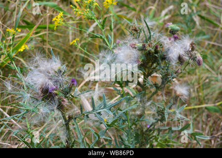 Very unusual flowers and inflorescences of the common thistle with seeds and airy white caps in nature, cirsium vulgare, the spear thistle, bull. Stock Photo