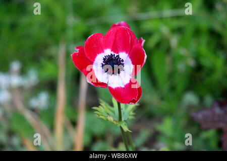 Bicolor red and white Anemone perennial plant with fully open blooming petals and dark black center planted in local urban garden on warm sunny spring Stock Photo