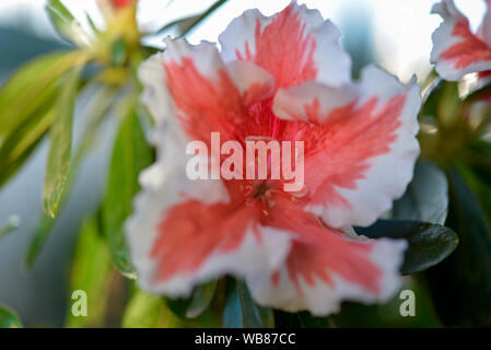 Azalea Pink and White Flower in Full Bloom in Garden Stock Photo