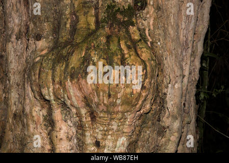 Bosque Los Arrayanes is a forest with Arrayanes trees native to ...