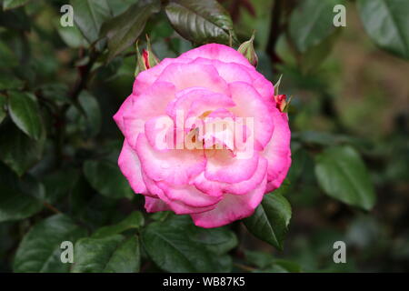 Densely layered fully open blooming pink and white bicolor rose surrounded with closed rose buds and dark green leaves in local urban garden Stock Photo