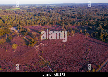 Aerial view of colorful purple heather in bloom in evening light Stock Photo