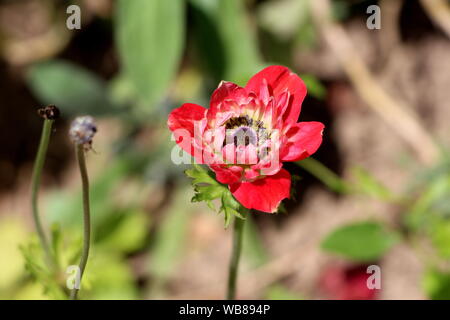 Partially closed bicolor red and white Anemone perennial plant with fully open blooming petals and dark black center planted in local urban garden Stock Photo