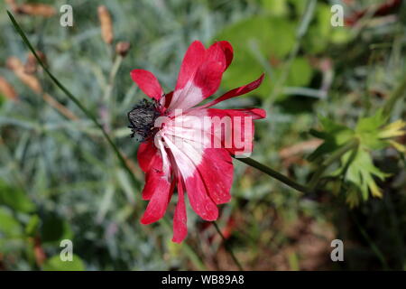 Side view of Anemone perennial plant with fully open blooming bicolor red and white petals with dark black center planted in local urban garden Stock Photo