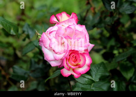 Three layered densely planted fully open blooming pink and white bicolor roses surrounded with closed rose buds and dark green leaves Stock Photo