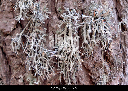 A lichen is a composite organism that arises from algae or cyanobacteria living among filaments of multiple fungi in a mutualistic relationship. Stock Photo