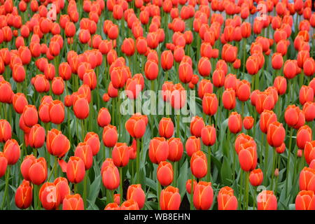 Beautiful red tulips from the Garden in Keukenhof Stock Photo