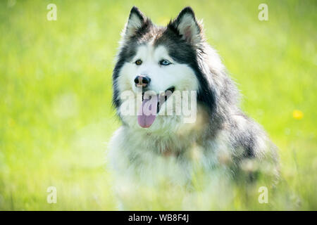 malamute sitting in long grass closeup Stock Photo